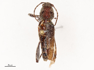  ( - CBG-B04783-H01)  @11 [ ] CreativeCommons - Attribution Share - Alike (2025) CBG Photography Group Centre for Biodiversity Genomics