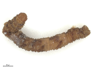  ( - CBG-B04785-H08)  @11 [ ] CreativeCommons - Attribution Share - Alike (2025) CBG Photography Group Centre for Biodiversity Genomics