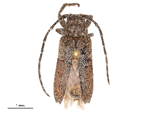  ( - CBG-B04787-C02)  @11 [ ] CreativeCommons - Attribution Share - Alike (2025) CBG Photography Group Centre for Biodiversity Genomics