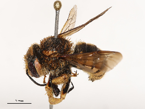  ( - CBG-B04787-D05)  @11 [ ] CreativeCommons - Attribution Share - Alike (2025) CBG Photography Group Centre for Biodiversity Genomics