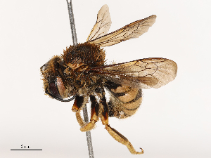  ( - CBG-B04787-D06)  @11 [ ] CreativeCommons - Attribution Share - Alike (2025) CBG Photography Group Centre for Biodiversity Genomics