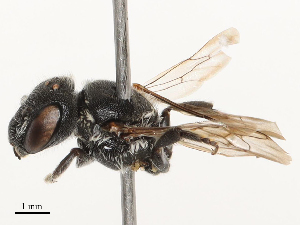  ( - CBG-B04790-C01)  @11 [ ] CreativeCommons - Attribution Share - Alike (2025) CBG Photography Group Centre for Biodiversity Genomics