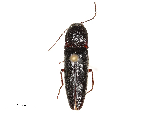  ( - CBG-B04790-C02)  @11 [ ] CreativeCommons - Attribution Share - Alike (2025) CBG Photography Group Centre for Biodiversity Genomics