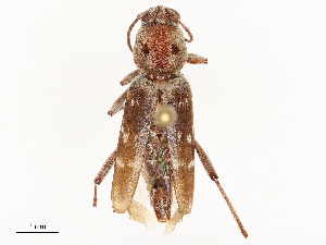  ( - CBG-B04790-D06)  @11 [ ] CreativeCommons - Attribution Share - Alike (2025) CBG Photography Group Centre for Biodiversity Genomics