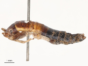  ( - CBG-B04807-C08)  @11 [ ] CreativeCommons - Attribution Share - Alike (2025) CBG Photography Group Centre for Biodiversity Genomics