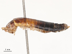  ( - CBG-B04807-C09)  @11 [ ] CreativeCommons - Attribution Share - Alike (2025) CBG Photography Group Centre for Biodiversity Genomics