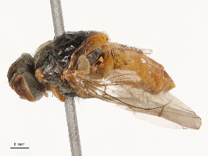  ( - CBG-B04807-D10)  @11 [ ] CreativeCommons - Attribution Share - Alike (2025) CBG Photography Group Centre for Biodiversity Genomics