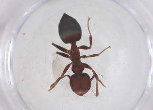  ( - CBG-B04821-E10)  @11 [ ] CreativeCommons - Attribution Share - Alike (2025) Centre for Biodiversity Genomics Centre for Biodiversity Genomics