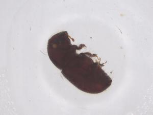  ( - CBG-B04822-C03)  @11 [ ] CreativeCommons - Attribution Share - Alike (2025) Centre for Biodiversity Genomics Centre for Biodiversity Genomics