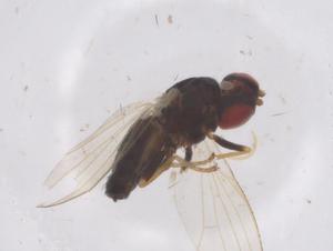  ( - CBG-B04822-D08)  @11 [ ] CreativeCommons - Attribution Share - Alike (2025) Centre for Biodiversity Genomics Centre for Biodiversity Genomics