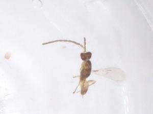  ( - CBG-B04848-A08)  @11 [ ] CreativeCommons - Attribution Share - Alike (2025) Centre for Biodiversity Genomics Centre for Biodiversity Genomics