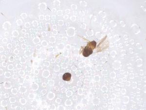  ( - CBG-B04848-D02)  @11 [ ] CreativeCommons - Attribution Share - Alike (2025) Centre for Biodiversity Genomics Centre for Biodiversity Genomics