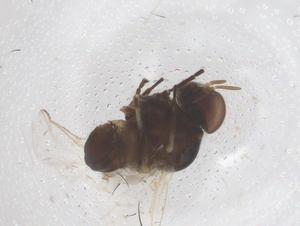  ( - CBG-B04928-D09)  @11 [ ] CreativeCommons - Attribution Share - Alike (2025) Centre for Biodiversity Genomics Centre for Biodiversity Genomics