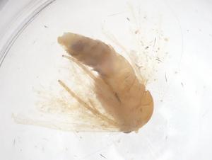  ( - CBG-B04928-E01)  @11 [ ] CreativeCommons - Attribution Share - Alike (2025) Centre for Biodiversity Genomics Centre for Biodiversity Genomics