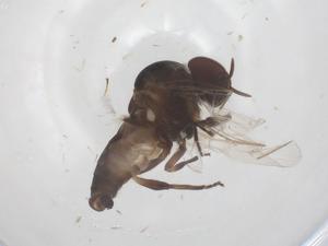  ( - CBG-B22028-C03)  @11 [ ] CreativeCommons - Attribution Share - Alike (2025) Centre for Biodiversity Genomics Centre for Biodiversity Genomics