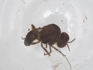  ( - CBG-B22028-E06)  @11 [ ] CreativeCommons - Attribution Share - Alike (2025) Centre for Biodiversity Genomics Centre for Biodiversity Genomics