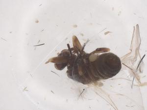  ( - CBG-B22029-C05)  @11 [ ] CreativeCommons - Attribution Share - Alike (2025) Centre for Biodiversity Genomics Centre for Biodiversity Genomics