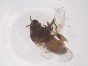  ( - CBG-B22029-D09)  @11 [ ] CreativeCommons - Attribution Share - Alike (2025) Centre for Biodiversity Genomics Centre for Biodiversity Genomics