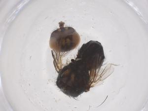  ( - CBG-B22029-F10)  @11 [ ] CreativeCommons - Attribution Share - Alike (2025) Centre for Biodiversity Genomics Centre for Biodiversity Genomics