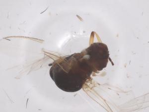  ( - CBG-B22030-B09)  @11 [ ] CreativeCommons - Attribution Share - Alike (2025) Centre for Biodiversity Genomics Centre for Biodiversity Genomics