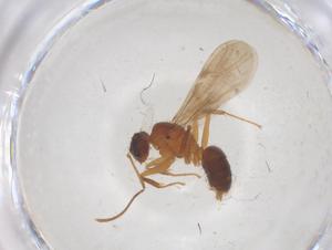  ( - CBG-B22035-B06)  @11 [ ] CreativeCommons - Attribution Share - Alike (2025) Centre for Biodiversity Genomics Centre for Biodiversity Genomics