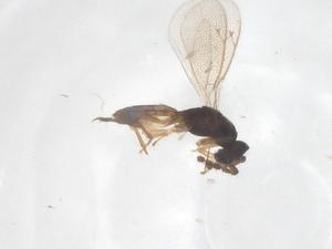  ( - CBG-B22038-H02)  @11 [ ] CreativeCommons - Attribution Share - Alike (2025) Centre for Biodiversity Genomics Centre for Biodiversity Genomics