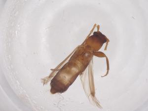  ( - CBG-B22084-E10)  @11 [ ] CreativeCommons - Attribution Share - Alike (2025) Centre for Biodiversity Genomics Centre for Biodiversity Genomics