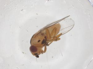  ( - CBG-B22086-F04)  @11 [ ] CreativeCommons - Attribution Share - Alike (2025) Centre for Biodiversity Genomics Centre for Biodiversity Genomics