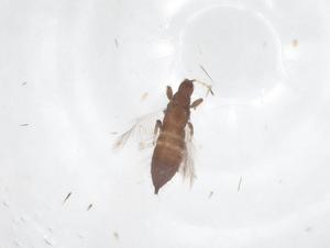  ( - CBG-B22086-G12)  @11 [ ] CreativeCommons - Attribution Share - Alike (2025) Centre for Biodiversity Genomics Centre for Biodiversity Genomics