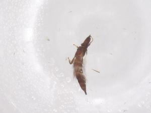  ( - CBG-B22087-D07)  @11 [ ] CreativeCommons - Attribution Share - Alike (2025) Centre for Biodiversity Genomics Centre for Biodiversity Genomics