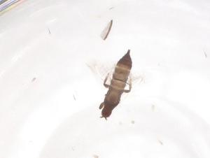  ( - CBG-B22087-H01)  @11 [ ] CreativeCommons - Attribution Share - Alike (2025) Centre for Biodiversity Genomics Centre for Biodiversity Genomics