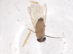  ( - CBG-B22087-H06)  @11 [ ] CreativeCommons - Attribution Share - Alike (2025) Centre for Biodiversity Genomics Centre for Biodiversity Genomics