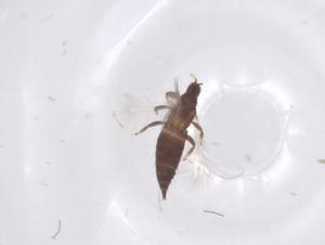  ( - CBG-B22088-G06)  @11 [ ] CreativeCommons - Attribution Share - Alike (2025) Centre for Biodiversity Genomics Centre for Biodiversity Genomics