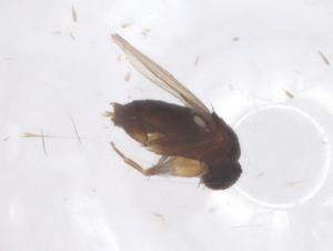  ( - CBG-B22088-H03)  @11 [ ] CreativeCommons - Attribution Share - Alike (2025) Centre for Biodiversity Genomics Centre for Biodiversity Genomics