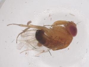  ( - CBG-B22090-E07)  @11 [ ] CreativeCommons - Attribution Share - Alike (2025) Centre for Biodiversity Genomics Centre for Biodiversity Genomics