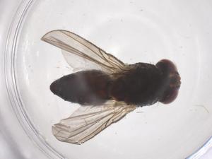  ( - CBG-B22090-H09)  @11 [ ] CreativeCommons - Attribution Share - Alike (2025) Centre for Biodiversity Genomics Centre for Biodiversity Genomics