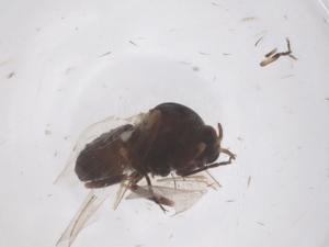  (Simulium paraequinum - CBG-B22091-A02)  @11 [ ] CreativeCommons - Attribution Share - Alike (2025) Centre for Biodiversity Genomics Centre for Biodiversity Genomics