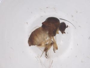  ( - CBG-B22091-B11)  @11 [ ] CreativeCommons - Attribution Share - Alike (2025) Centre for Biodiversity Genomics Centre for Biodiversity Genomics