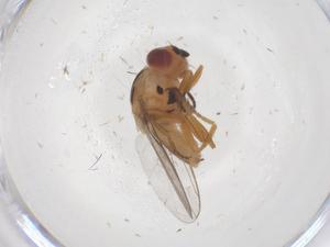  ( - CBG-B22092-G06)  @11 [ ] CreativeCommons - Attribution Share - Alike (2025) Centre for Biodiversity Genomics Centre for Biodiversity Genomics