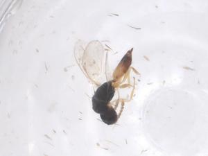  ( - CBG-B22105-H02)  @11 [ ] CreativeCommons - Attribution Share - Alike (2025) Centre for Biodiversity Genomics Centre for Biodiversity Genomics