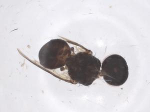  ( - CBG-B22105-H03)  @11 [ ] CreativeCommons - Attribution Share - Alike (2025) Centre for Biodiversity Genomics Centre for Biodiversity Genomics