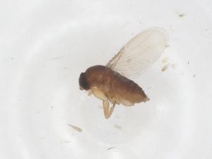  ( - CBG-B22106-A06)  @11 [ ] CreativeCommons - Attribution Share - Alike (2025) Centre for Biodiversity Genomics Centre for Biodiversity Genomics