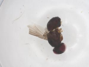  ( - CBG-B22106-C03)  @11 [ ] CreativeCommons - Attribution Share - Alike (2025) Centre for Biodiversity Genomics Centre for Biodiversity Genomics