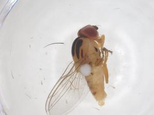  ( - CBG-B22106-G11)  @11 [ ] CreativeCommons - Attribution Share - Alike (2025) Centre for Biodiversity Genomics Centre for Biodiversity Genomics