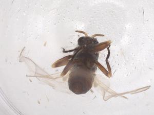  ( - CBG-B22107-B12)  @11 [ ] CreativeCommons - Attribution Share - Alike (2025) Centre for Biodiversity Genomics Centre for Biodiversity Genomics