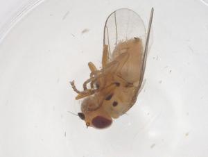  ( - CBG-B22514-A01)  @11 [ ] CreativeCommons - Attribution Share - Alike (2025) Centre for Biodiversity Genomics Centre for Biodiversity Genomics