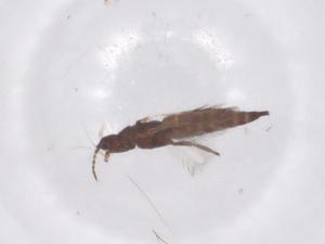  ( - CBG-B22528-D11)  @11 [ ] CreativeCommons - Attribution Share - Alike (2025) Centre for Biodiversity Genomics Centre for Biodiversity Genomics