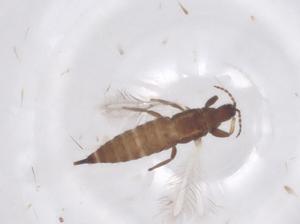  ( - CBG-B22528-E02)  @11 [ ] CreativeCommons - Attribution Share - Alike (2025) Centre for Biodiversity Genomics Centre for Biodiversity Genomics