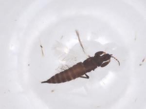  ( - CBG-B22528-E09)  @11 [ ] CreativeCommons - Attribution Share - Alike (2025) Centre for Biodiversity Genomics Centre for Biodiversity Genomics