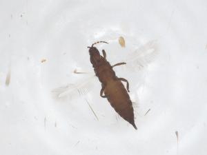  ( - CBG-B22530-C12)  @11 [ ] CreativeCommons - Attribution Share - Alike (2025) Centre for Biodiversity Genomics Centre for Biodiversity Genomics